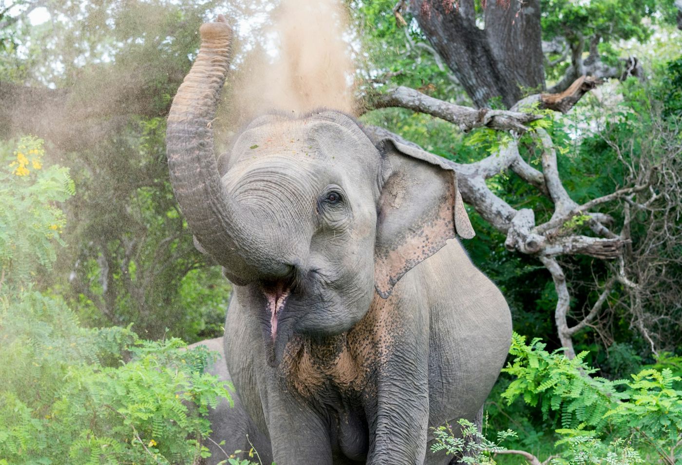 A young elephant raising its trunk among green bushes and a twisted tree.