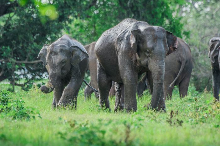 Elephants grazing together in long green grass.