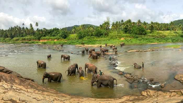 A herd of elephants bathing in a wide brown river, palms on the far bank.