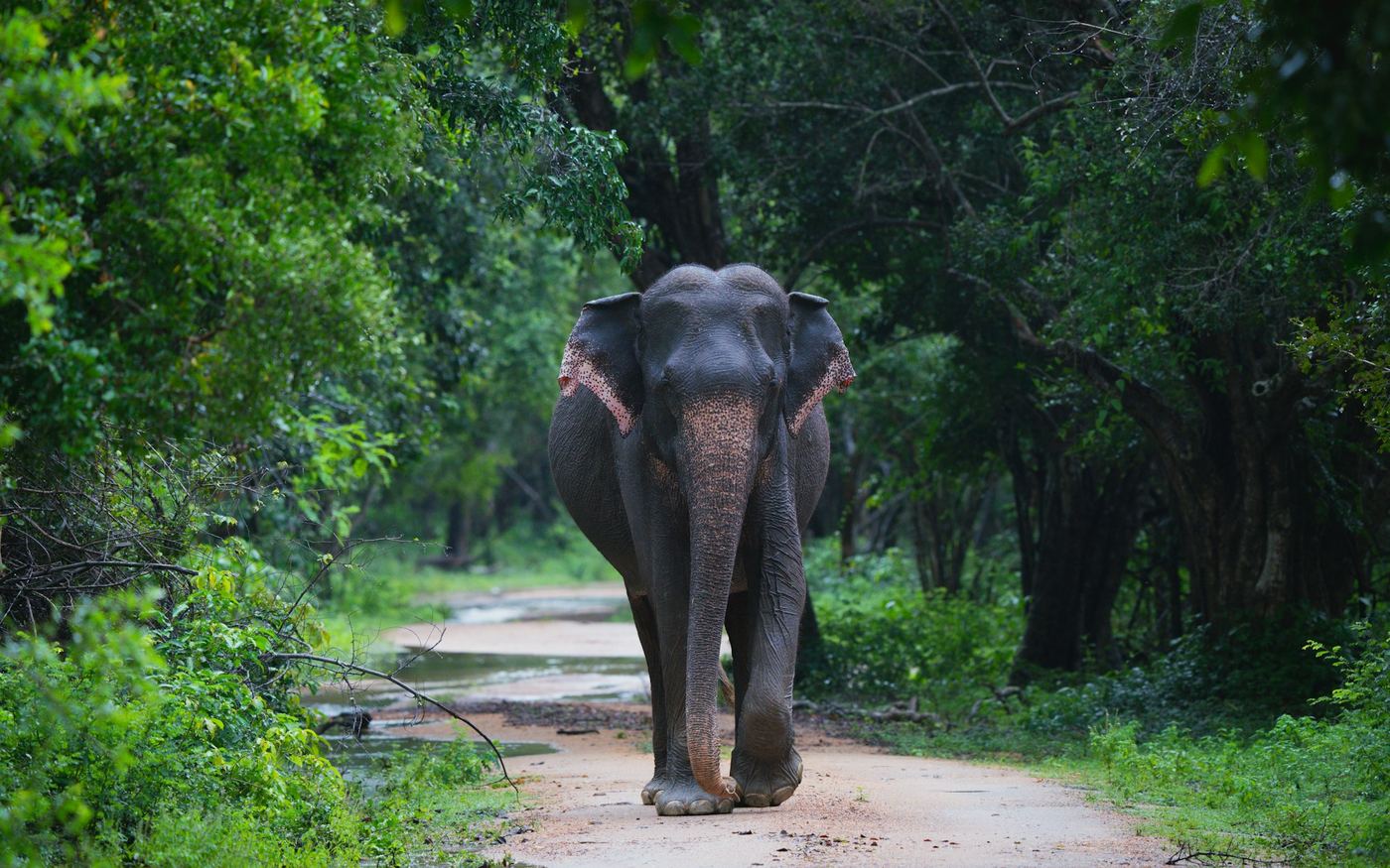 An elephant walking towards the camera along a wet forest track.