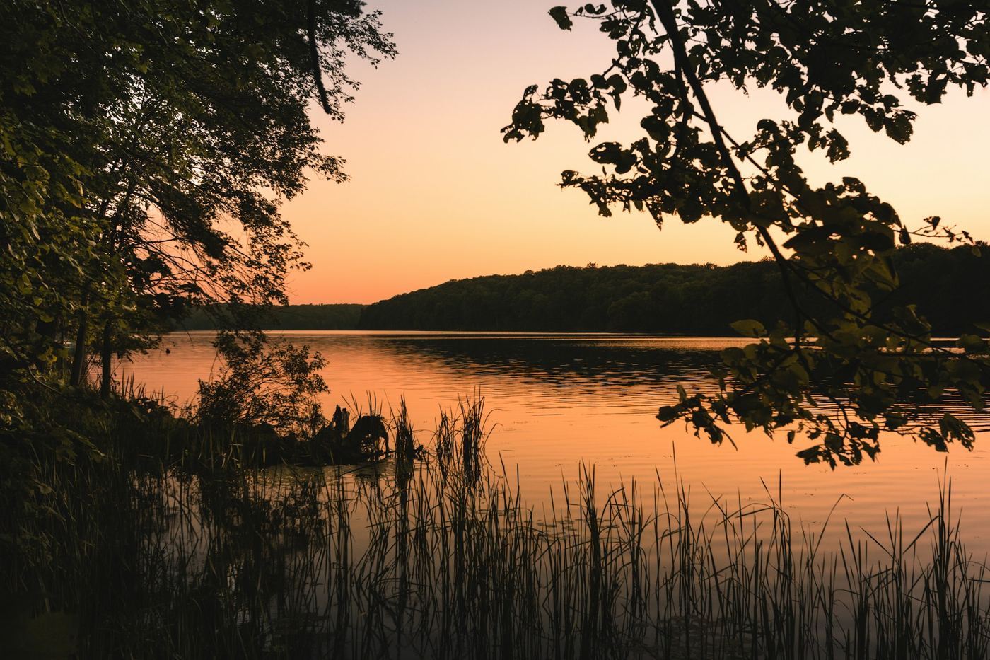 A lake at dusk framed by dark branches, reeds in the foreground and the water glowing orange.