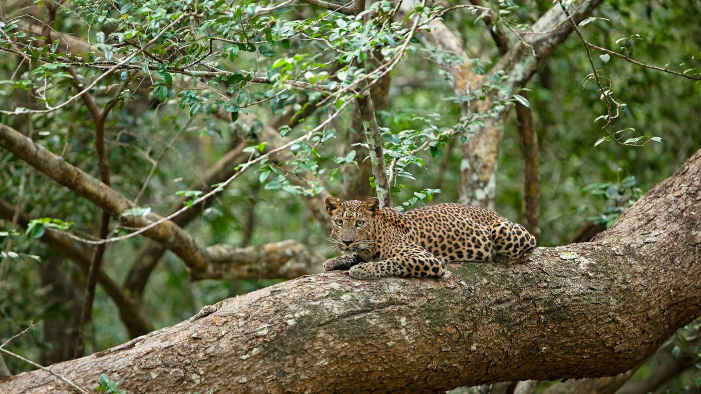 A leopard resting along the trunk of a fallen tree in the forest.