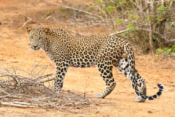 A leopard walking across dry red earth and fallen branches.
