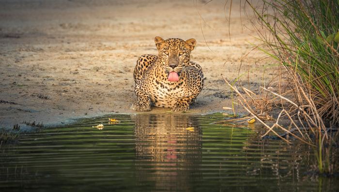 A leopard crouched in shallow water, looking straight ahead.