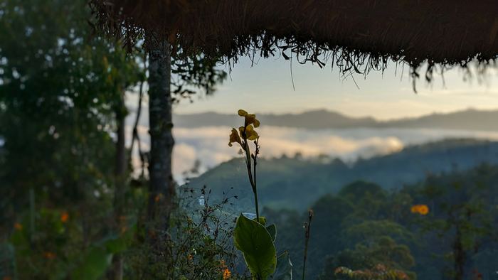 Mist lying in the valleys below a thatched roof and a flowering plant.