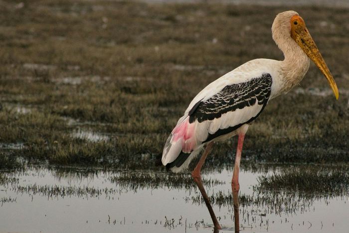 A painted stork wading in shallow water, its beak yellow and its wings barred black and white.