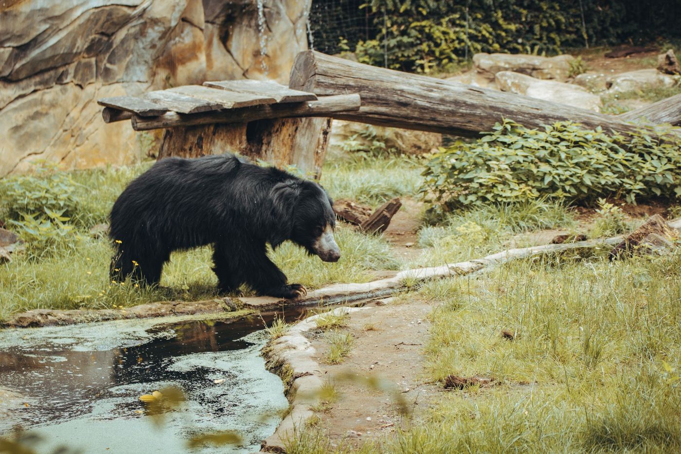 A sloth bear walking past a rock pool in the forest.