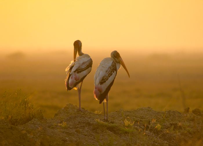 Two storks standing in golden grass in the haze of early morning.