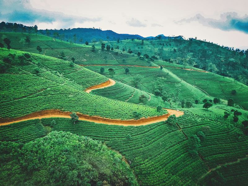 Tea terraces folding over green hills, with a red earth road winding through them.