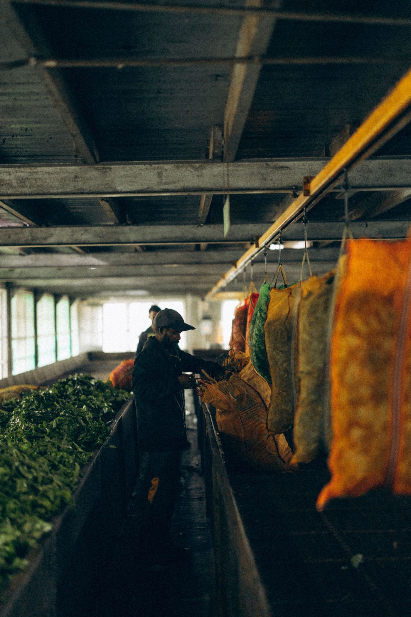 Inside the tea factory: a worker at the leaf troughs, sacks hanging overhead.