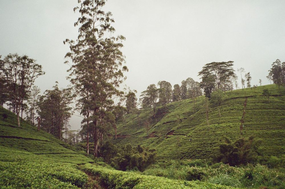 Tea slopes under a grey sky, tall trees along the ridge.