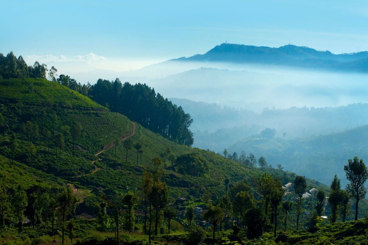 Meedum: morning mist in the valleys below a tea slope.