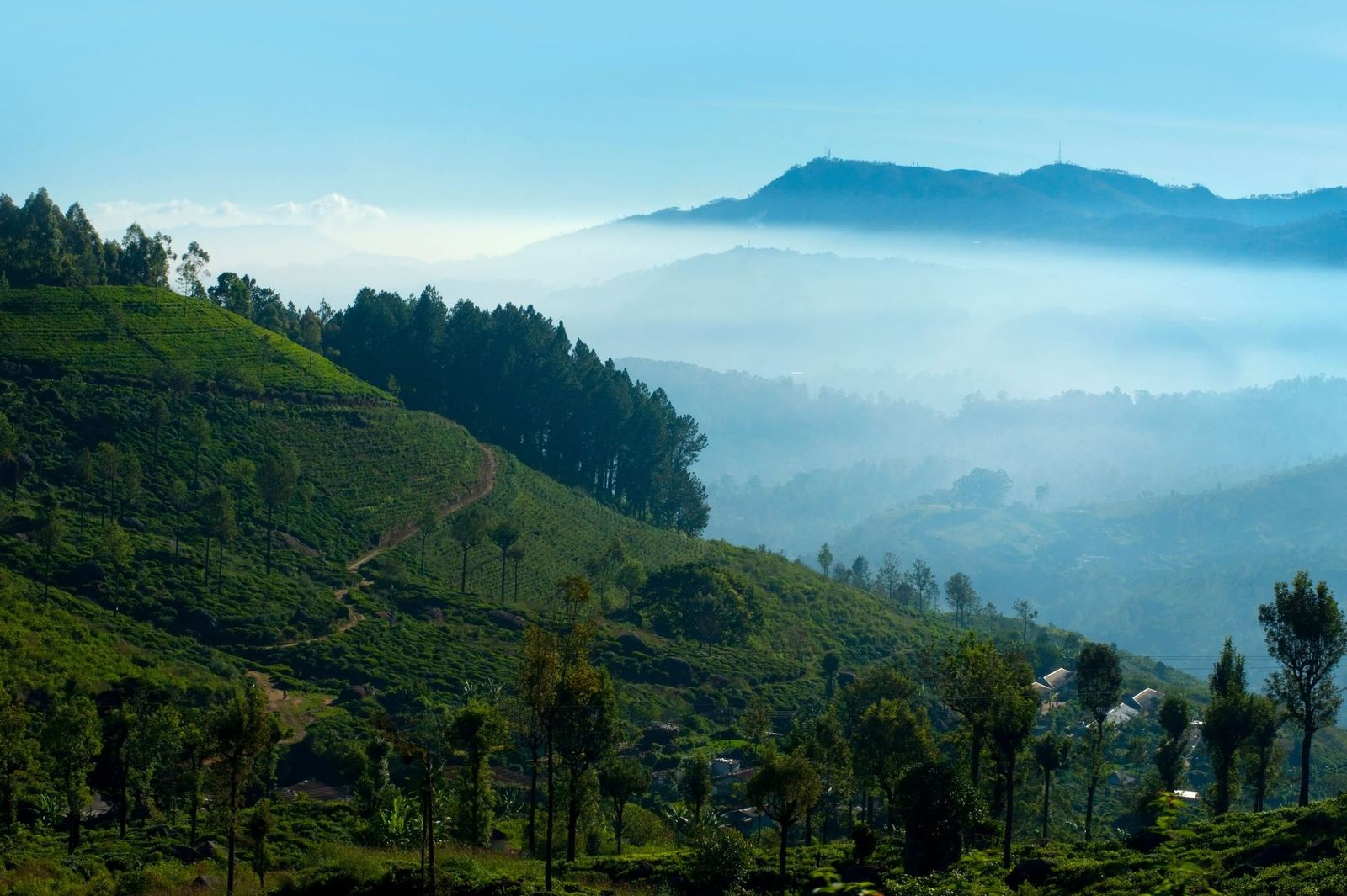 Morning mist lying in the valleys below a tea slope, a ridge beyond.