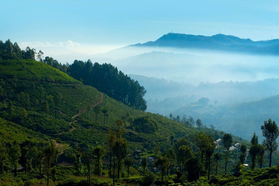 Meedum: morning mist in the valleys below a tea slope.
