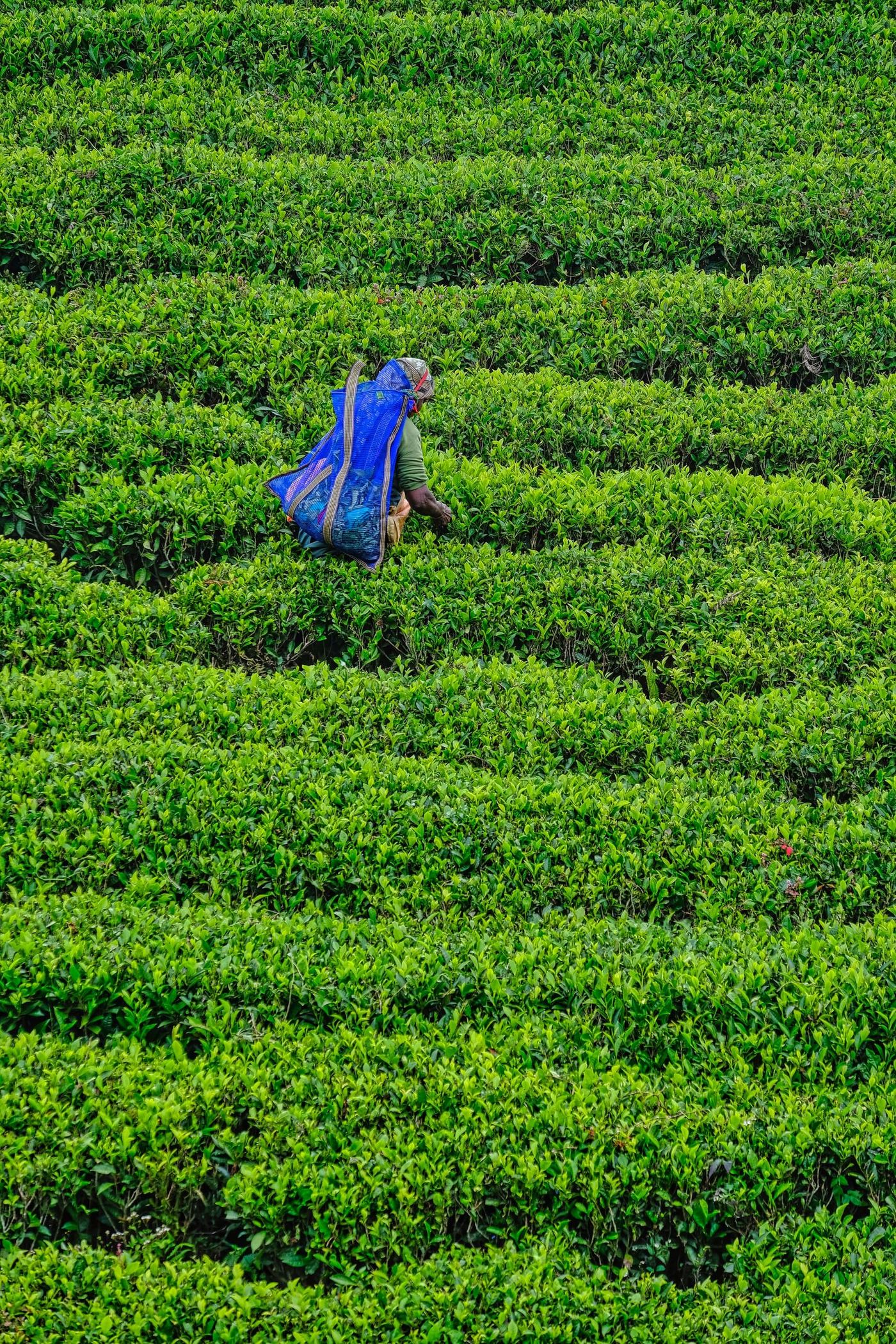 A tea plucker in a blue sari among the rows, seen from above.