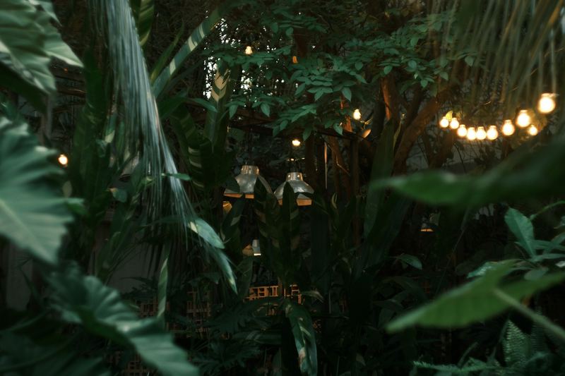 String lights hanging among dark tropical leaves at dusk.