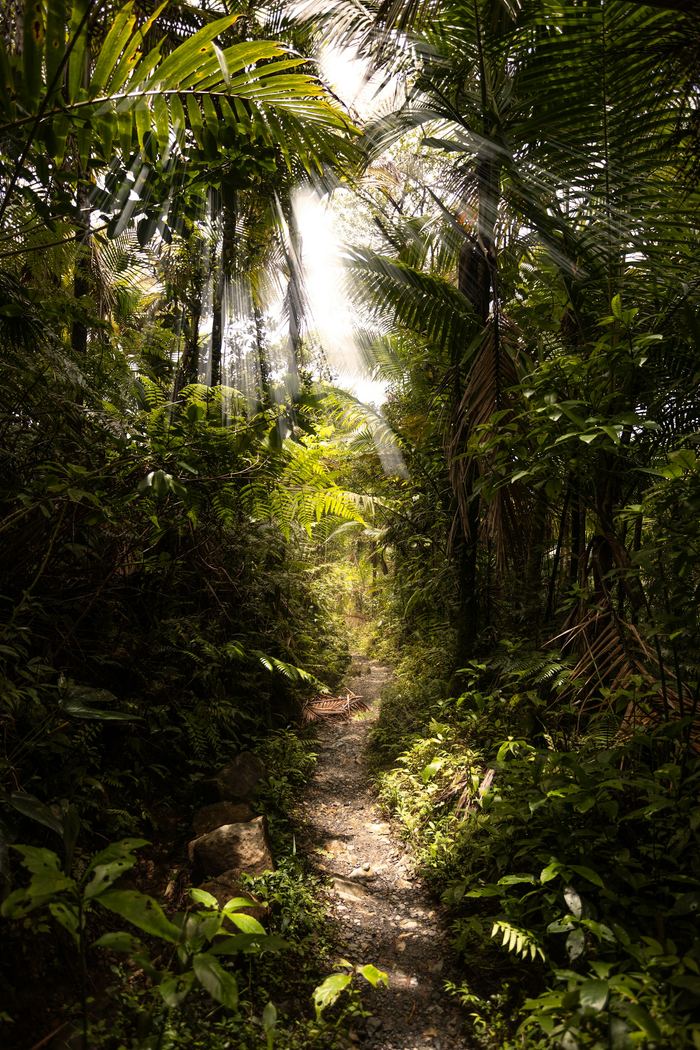 A narrow path through dense forest, light falling through the canopy.