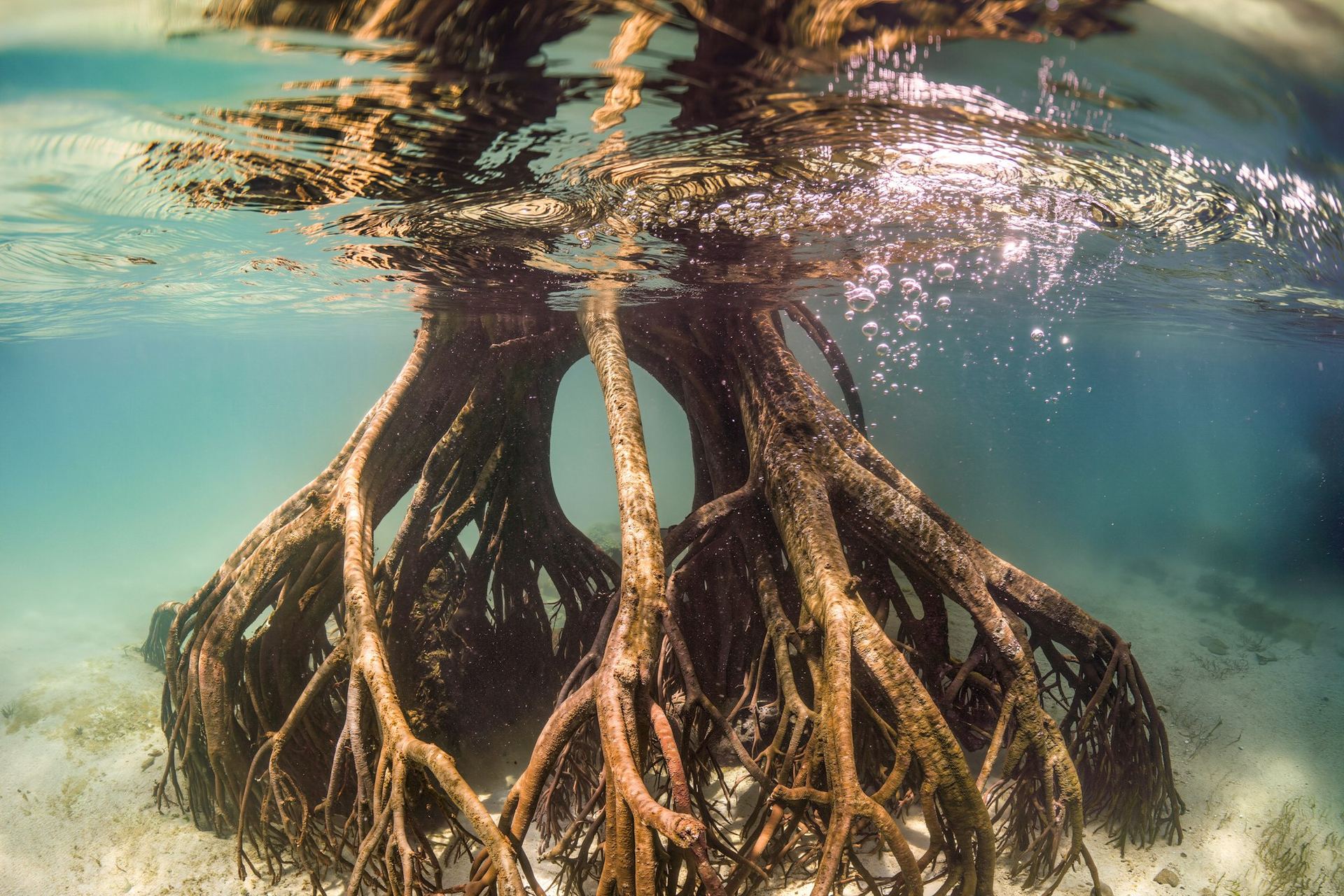 Mangrove roots reaching down into clear shallow water, seen half above and half below the surface.