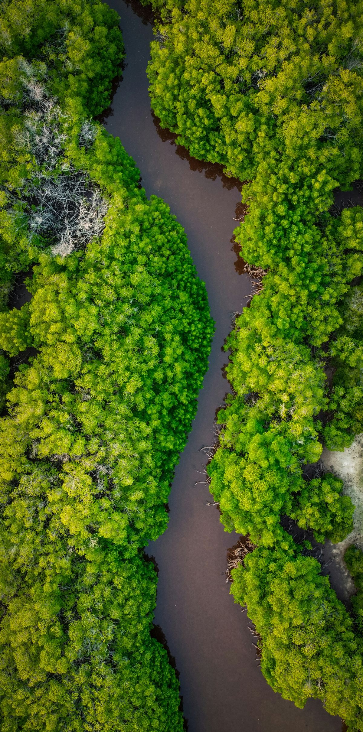 A channel of water running between two dense banks of bright green mangroves, from above.