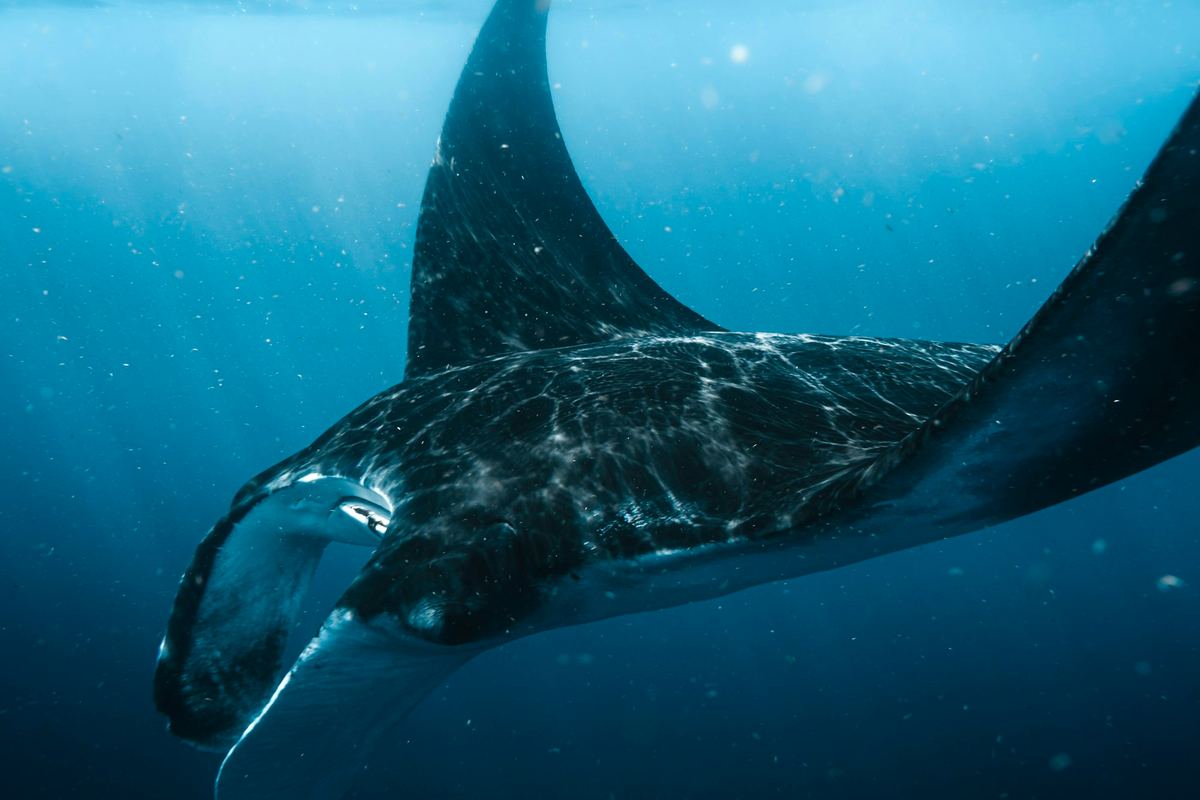A manta ray gliding through blue water, seen from below.