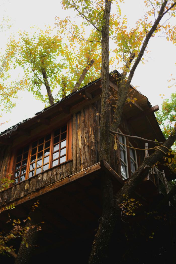 The timber walls and small paned windows of a treehouse, seen from below among leaves.