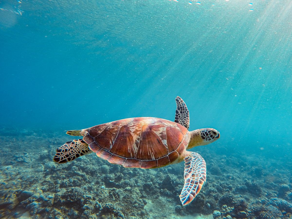 A sea turtle swimming over a coral reef in clear blue water.