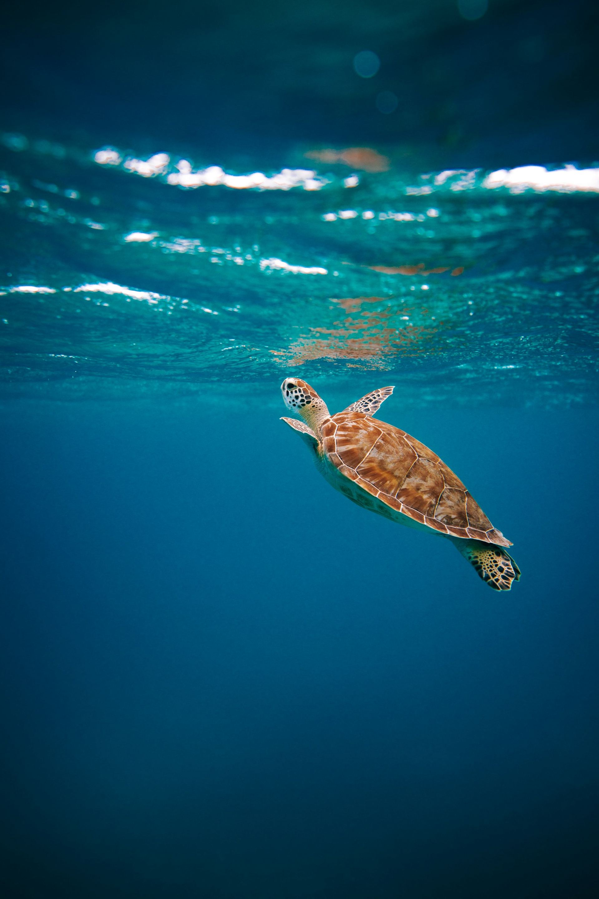 A green turtle swimming just below the bright surface of clear blue water.