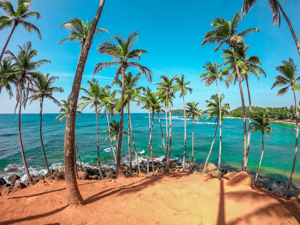 Tall coconut palms on a red earth headland above a turquoise bay at Mirissa.