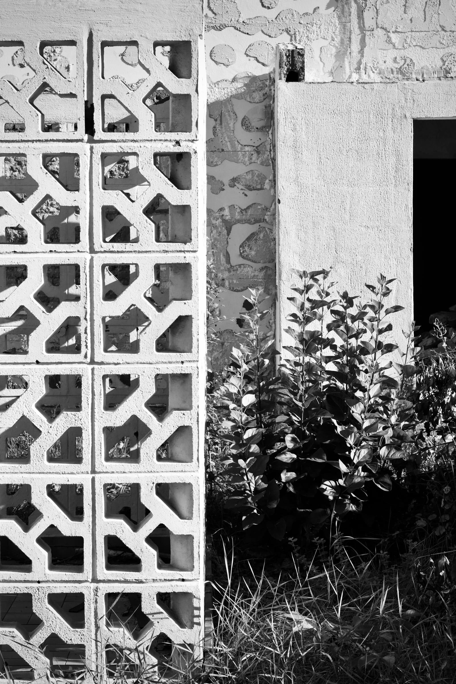 A breeze block screen beside a bed of leaves, in black and white.
